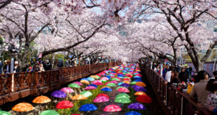 The 54th Jinhae Cherry Blossom Festival